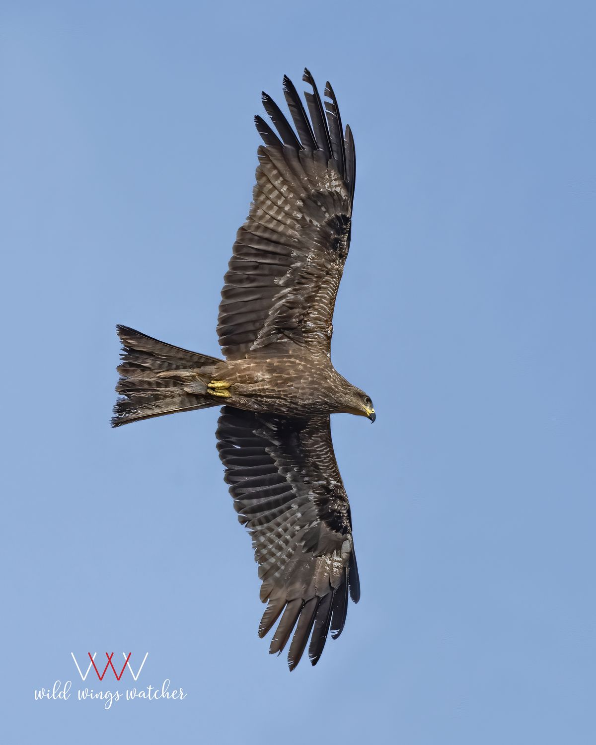 Black kite (3)